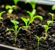 sadzonki bakłażana