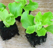 sadzonki sałaty batawia