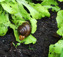 ślimaki w ogrodzie
