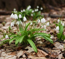 Śnieżyczka Przebiśnieg Galanthus nivalis