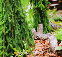 Świerk pospolity ‘Inversa’ Picea abies