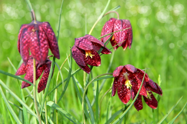 Szachownica kostkowata Fritillaria meleagris