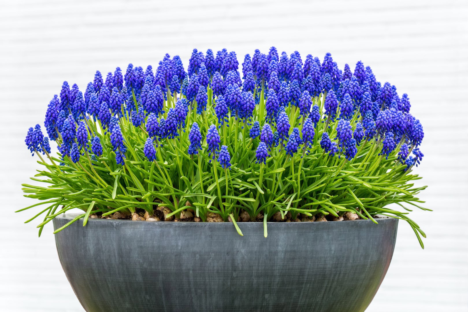 Szafirki Muscari