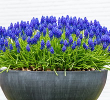 Szafirki Muscari