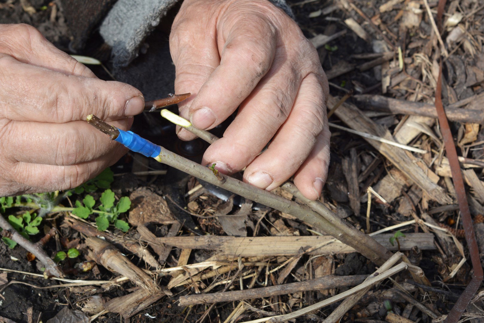 szczepienie jabłoni wiosną