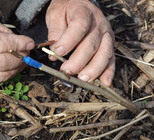 szczepienie jabłoni wiosną
