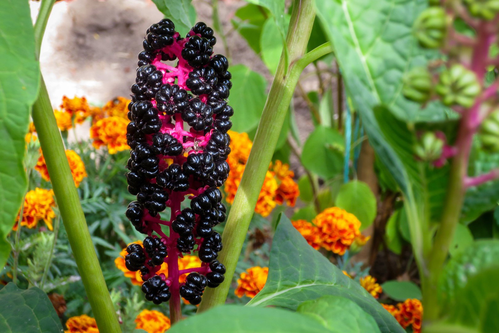 Szkarłatka Phytolacca