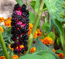 Szkarłatka Phytolacca