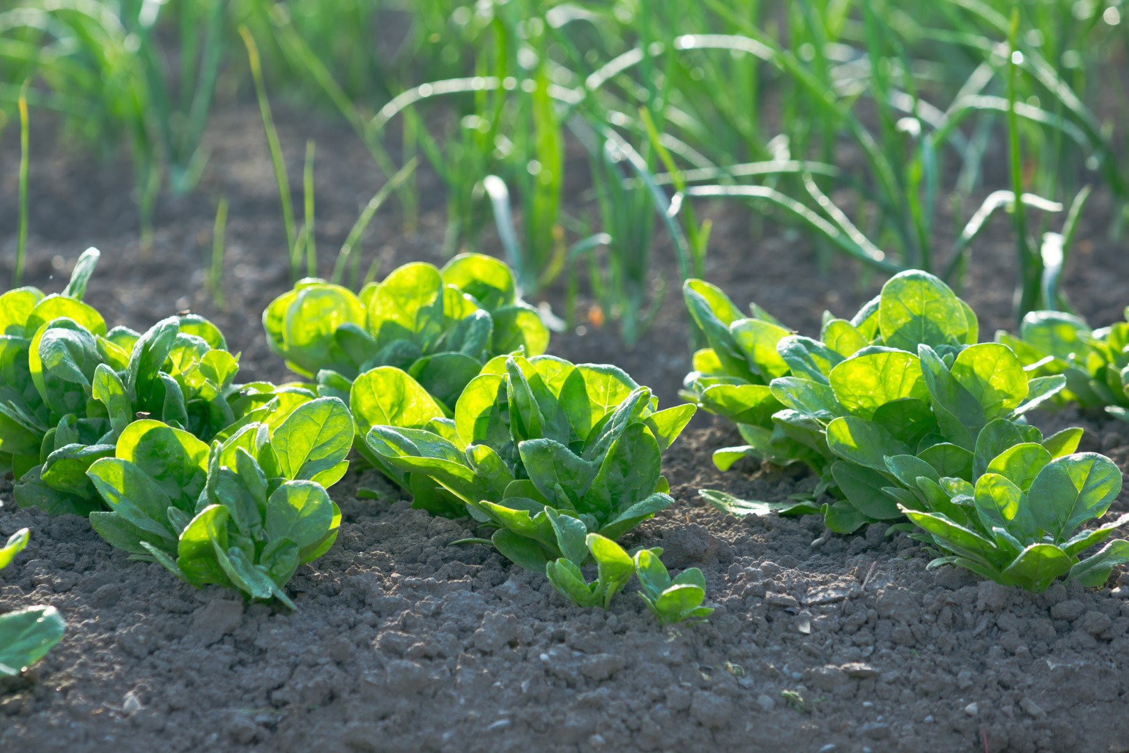 szpinak w warzywniku