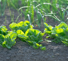 szpinak w warzywniku