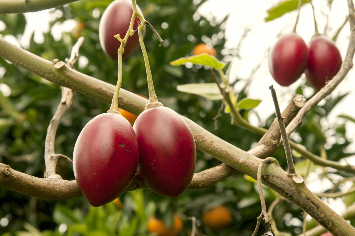 tamarillo