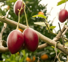 tamarillo