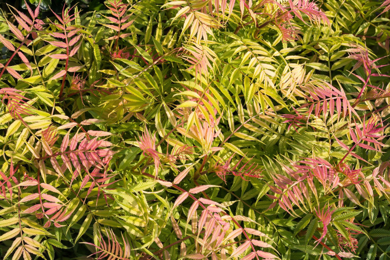 Tawlina jarzębolistna sorbaria sorbifolia Sem