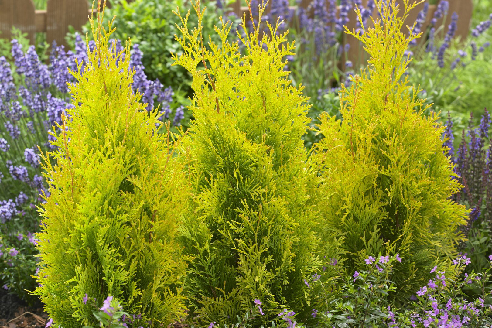 Thuja occidentalis ‘Sunny smaragd'