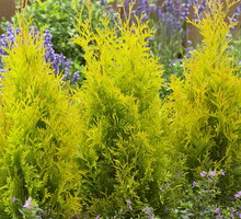 Thuja occidentalis ‘Sunny smaragd'