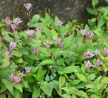 Trójsklepka Tricyrtis