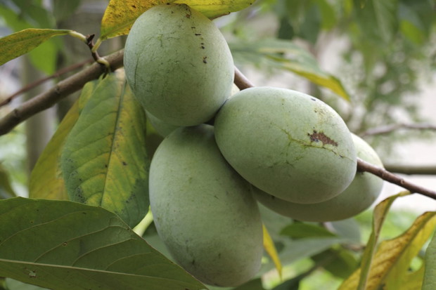 urodlin trójłatkowy asimina triloba