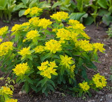 wilczomlecz pstry euphorbia polychroma