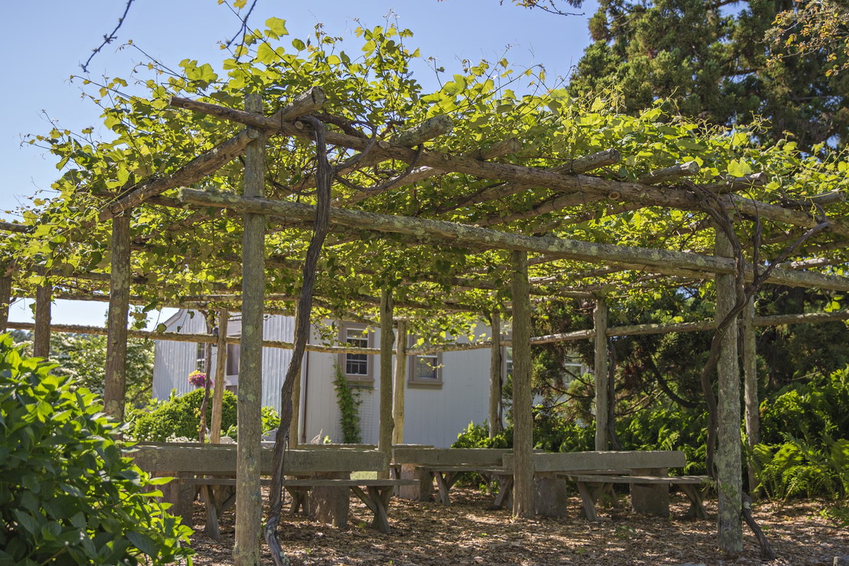 winorośl pergola