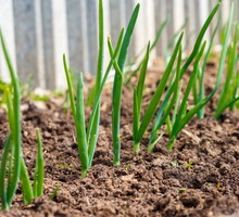 wiosenna uprawa cebuli