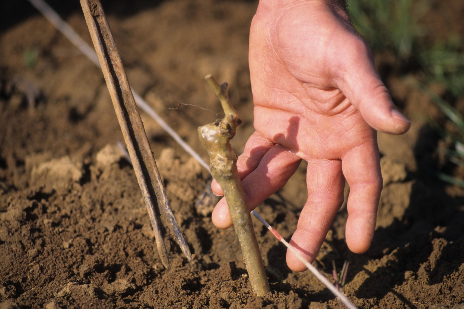 wiosenne sadzenie winorośli