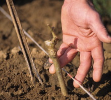 wiosenne sadzenie winorośli