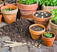 wysiew jednorocznych