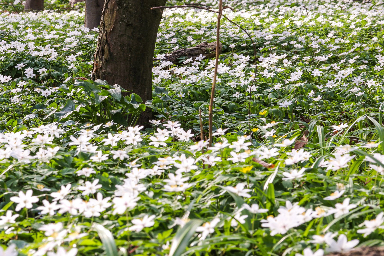zawilec gajowy anemone nemorosa