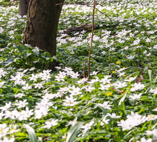 zawilec gajowy anemone nemorosa