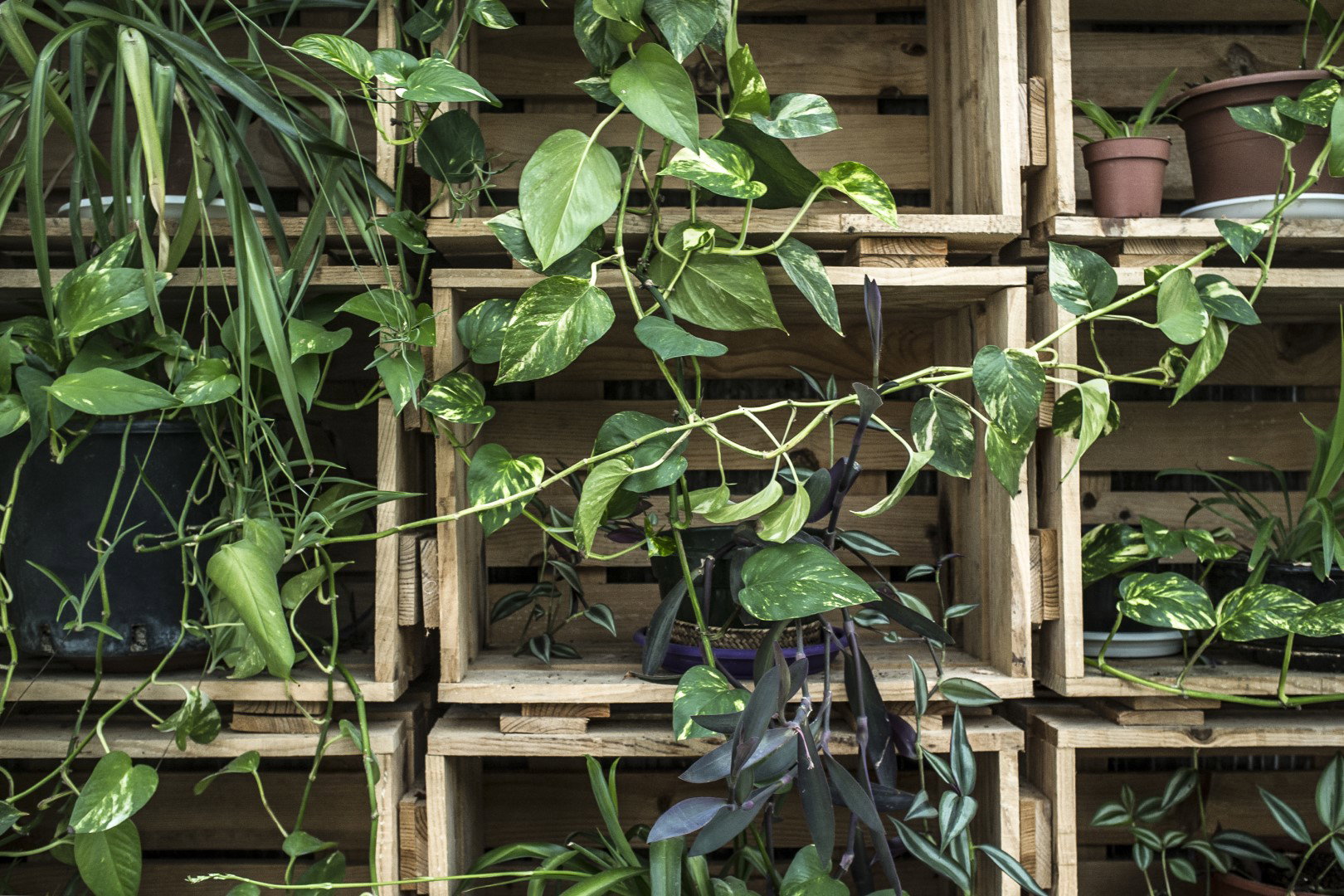 zielona ściana z roślin