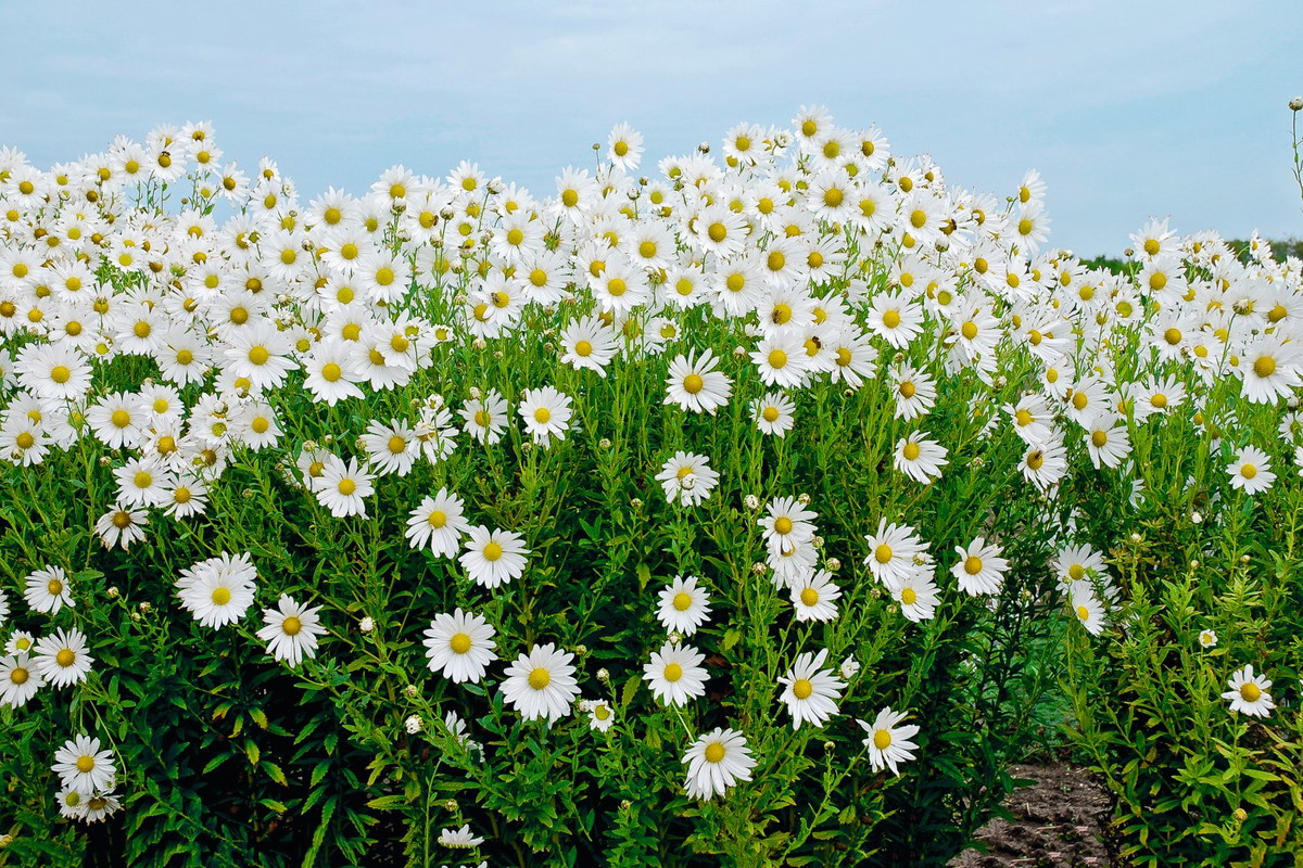 Złocieńczyk późny Leucanthemella serotina