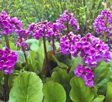 bergenia-bergenia-zdj-adobe-stock.jpeg
