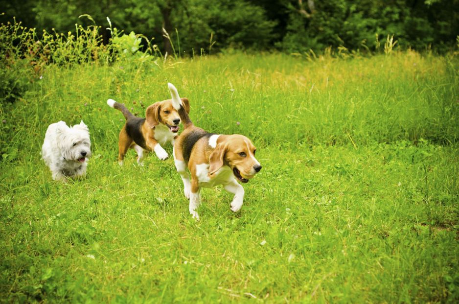 przy-odpowiednim-towarzystwie-ogrod-moze-byc-dla-psow-wymarzonym-miejscem-do-zabaw-zdj-fotolia-com.jpeg