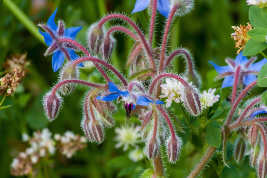 ogorecznik-lekarski-borago-officinalis-zdj-adobe-stock.jpeg