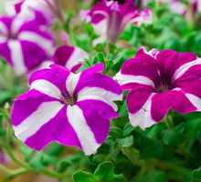 petunia-ogrodowa-petunia-atkinsiana-zdj-fotolia-com.jpeg