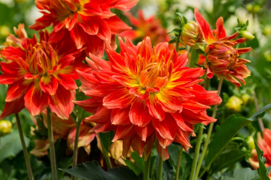 ubarwione-czerwienia-dalie-o-wielkich-kwiatach-robia-na-rabacie-niebywale-wrazenie-zdj-fotolia-com.jpeg