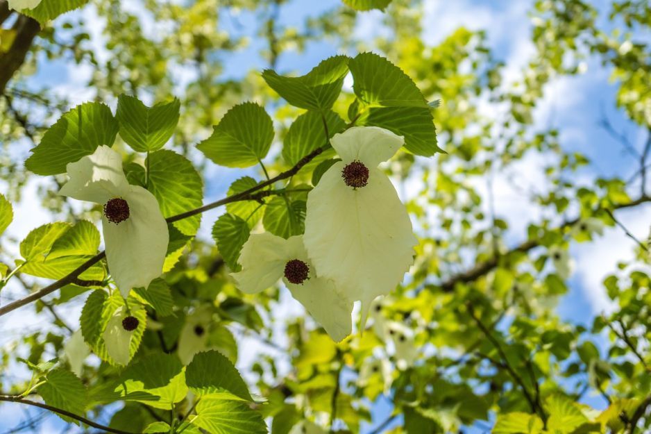 dawidia-chinska-davidia-involucrata.jpeg