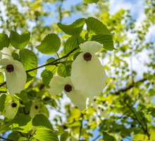 dawidia-chinska-davidia-involucrata.jpeg