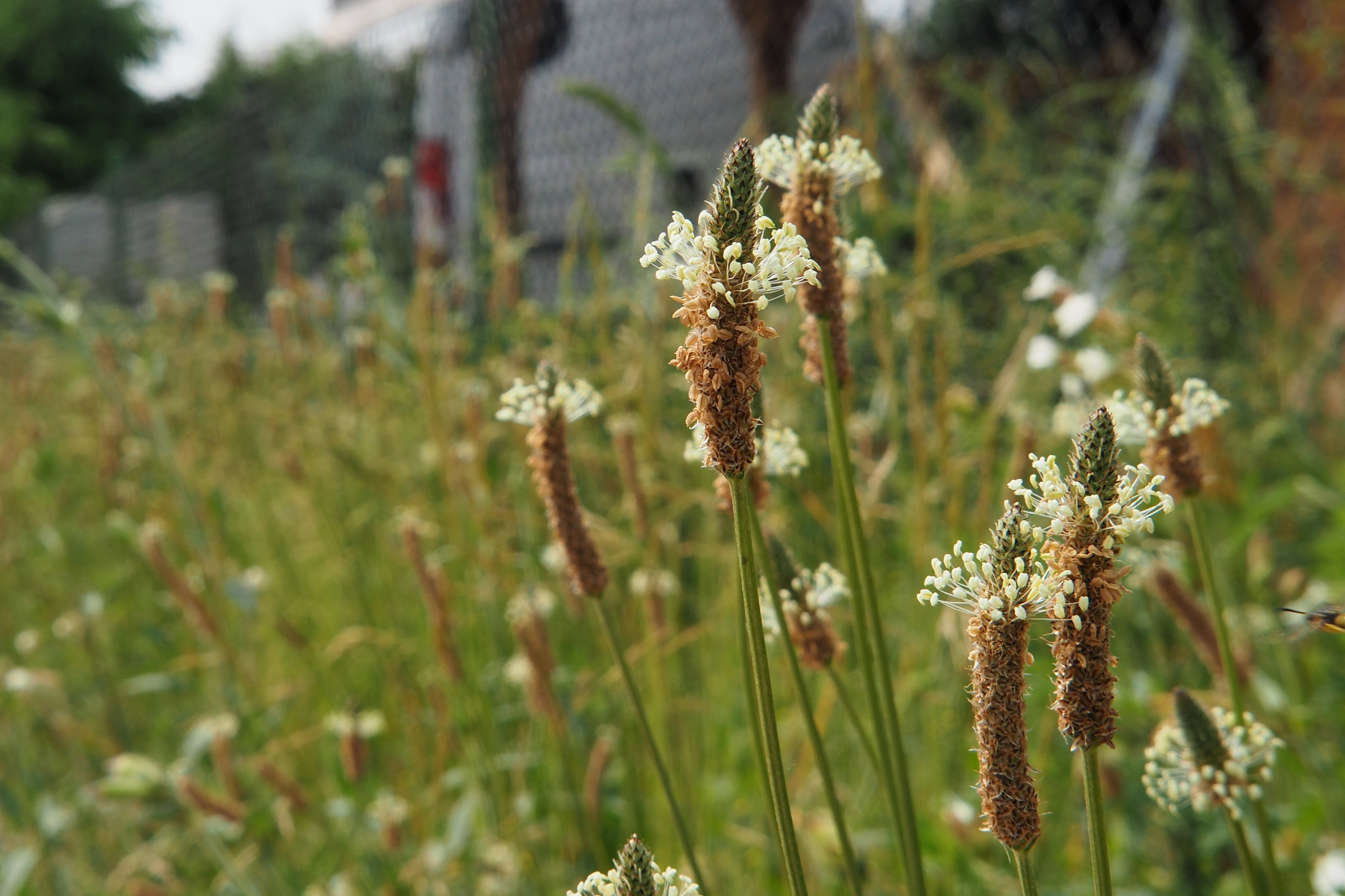 babka lancetowata plantago lanceolata