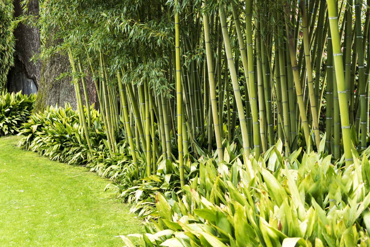 rundstricknadel 40 cm bambus Bamboo Rundstricknadel main image 0