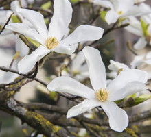 magnolia-gwiazdzista-magnolia-stellata_1.jpeg