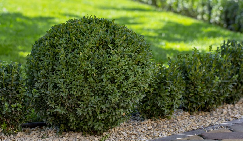 bukszpan-zwyczajny-buxus-sempervirens-zdj-adobe-stock.jpeg