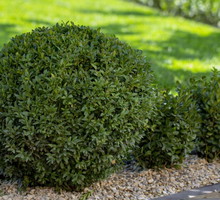 bukszpan-zwyczajny-buxus-sempervirens-zdj-adobe-stock.jpeg