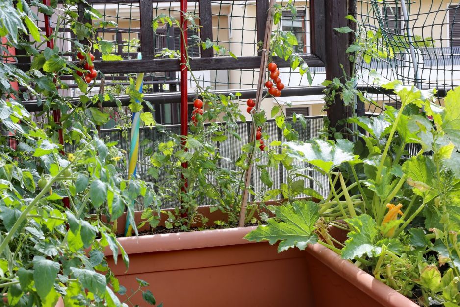 warzywa-na-balkonie.jpeg