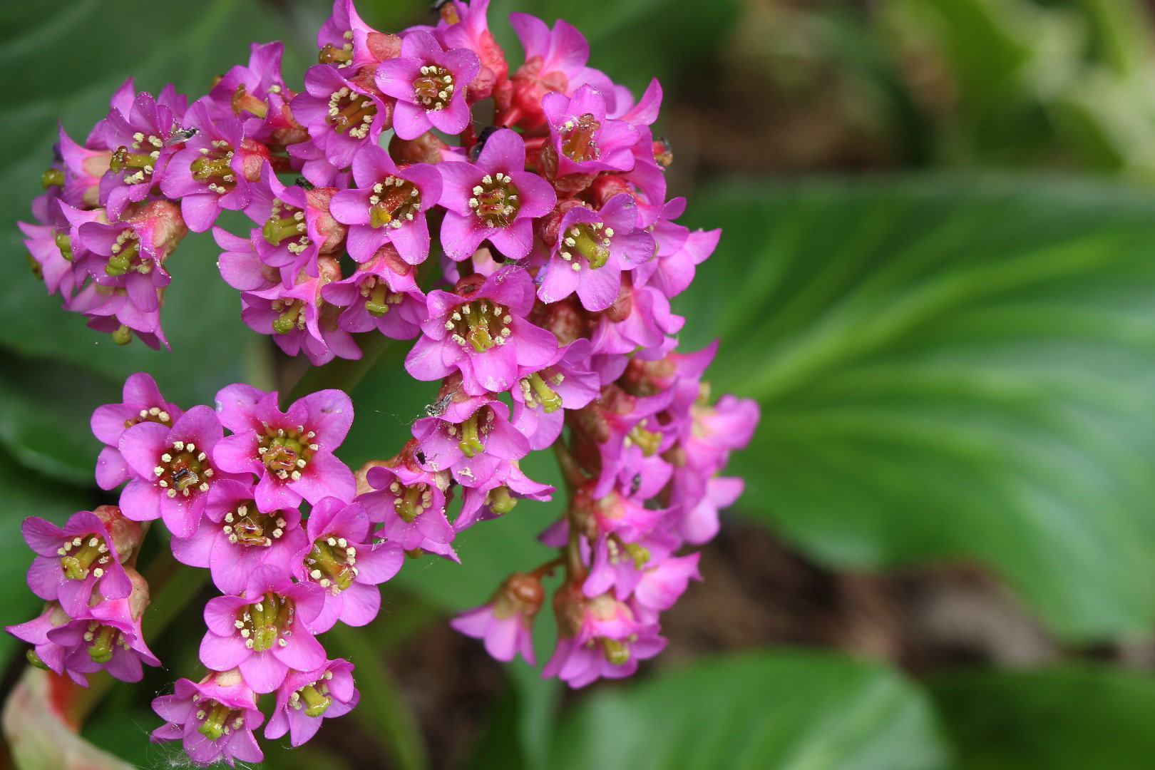 bergenia sercolistna bergenia cordifolia