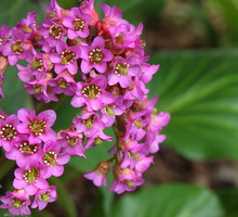 bergenia sercolistna bergenia cordifolia