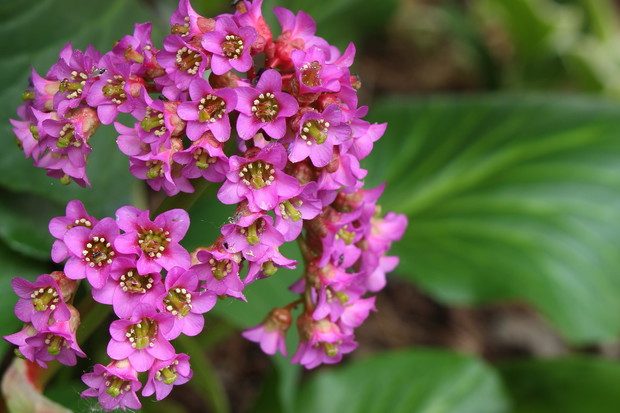 bergenia sercolistna bergenia cordifolia