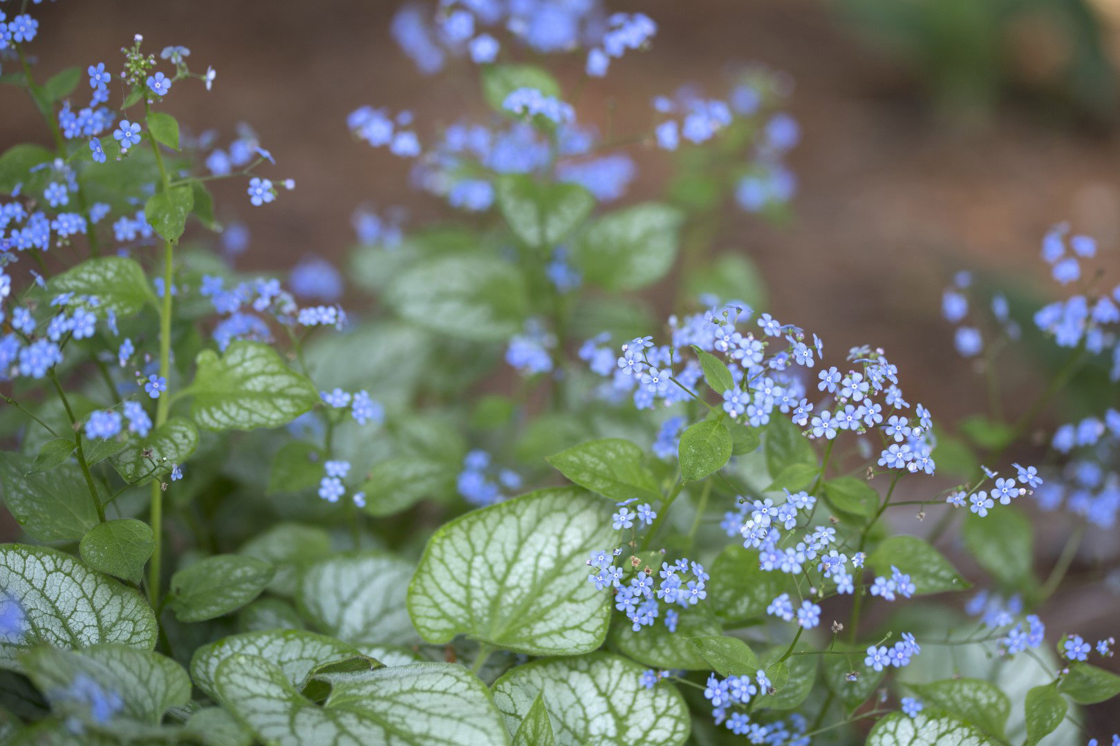 Brunera wielkolistna Brunnera macrophylla