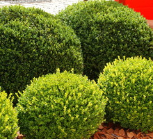bukszpan wieczniezielony Buxus sempervirens