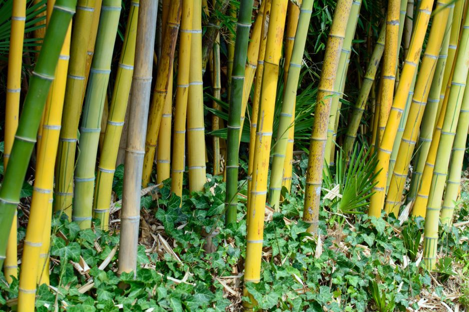 bambus-phyllostachys-zdj-adobe-stock.jpeg